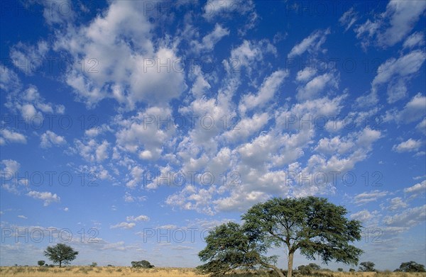 SOUTH AFRICA, Northern Cape, Gemsbok National Park, Wide open plains of the Kalahari with Camelthorn or Acacia tree in foreground and vast blue sky.