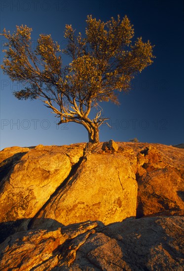 NAMIBIA, Near Aus., "Commiphora Sp. tree, also known as Myrrh, growing from rocks against blue sky."
