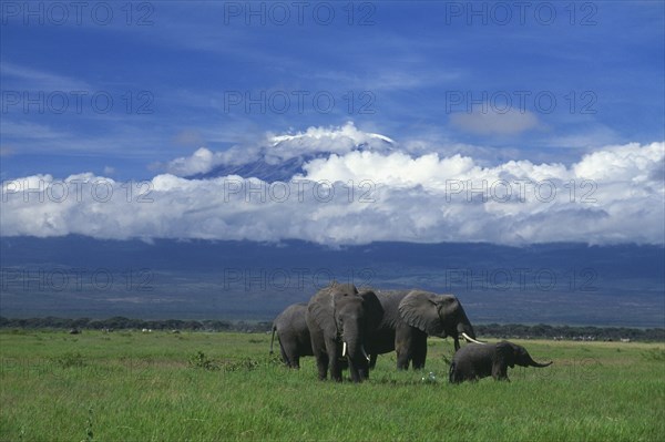 KENYA, Amboseli National Park, "Elephants with baby on grass, snow peaked mountains behind with cloud."