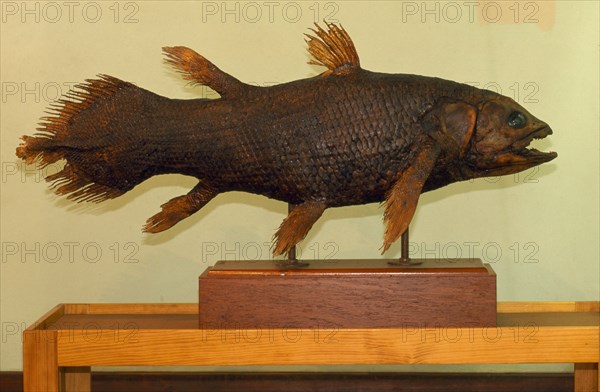 SOUTH AFRICA, Eastern Cape, East London, Coelacanth (Latimeria Chalumnae).  Fish type speciman on display at East London Museum.