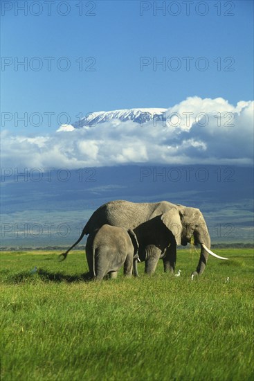 KENYA, Amboseli National Park, "African elephant with baby, mt. Kilimanjaro in background surrounded by cloud. Formerly Kaiser-Wilhelm-Spitze, is an inactive stratovolcano."