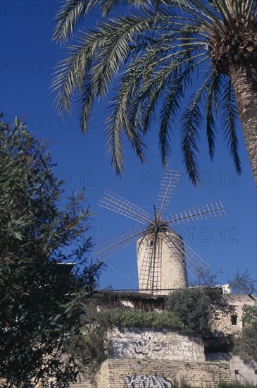 SPAIN, Balearic Islands, Majorca, Palma. Traditional windmill framed by overhanging palm. Grafitti on foreground walls