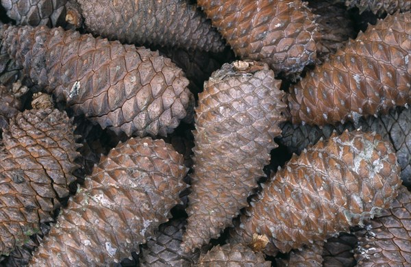 TREES,   , Cones and Seeds, Close shot of Scots pine cones.