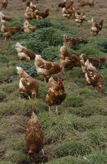 AGRICULTURE, Livestock, Poultry, Free range hens roaming in a field.