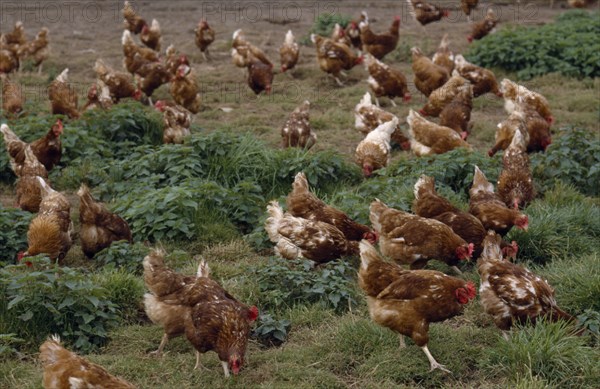 AGRICULTURE, Farming, Poultry, Free range chickens roaming field.