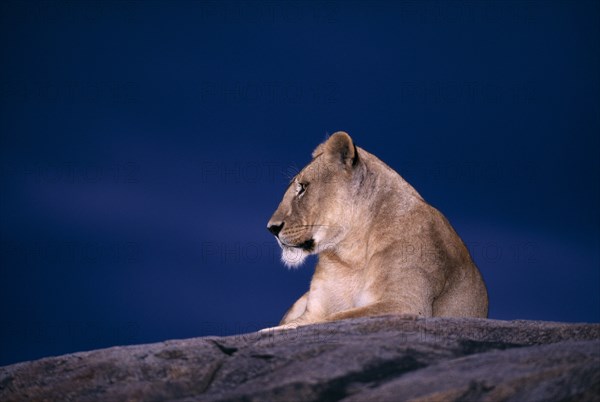 TANZANIA, Serengeti National Park, Lioness (Panthera Leo) lying on a rock with a dark blue sky behind