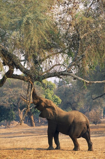 ZIMBABWE, Mana Pools National Park, Elephant (Loxodonta Africana) reaching up to pull seeds from Ana tree.