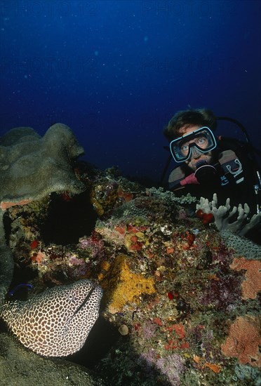 SEA, Underwater, Scuba Diving, Diver in the Indian Ocean off Mozambique by coral reef with a honeycomb moray eel (Gymnothorax favagineus) appearing out of a hole