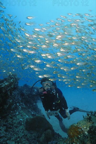 SEA, Underwater, Scuba Diving, Diver in the Indian Ocean off Mozambique swimming through a school of Glassies (Ambassis gymnocephalus) above a coral reef