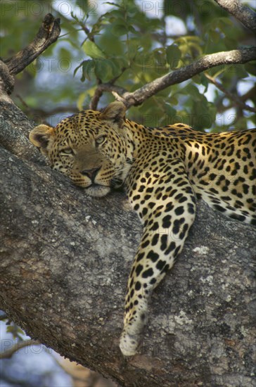 BOTSWANA, Okavango, Leopard lying in tree.