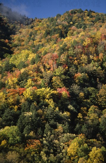 USA, North Carolina, Smoky Mountain , Great Smoky Mountain National Park. View across tree tops in autumn colours.