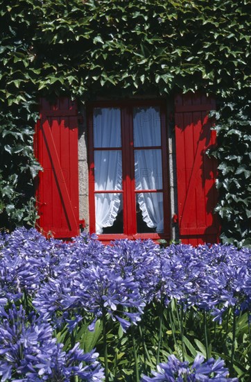 FRANCE, Brittany, Ile De Brehat , Red shuttered window with ivy growing on surrounding wall and mauve flowers in the foreground