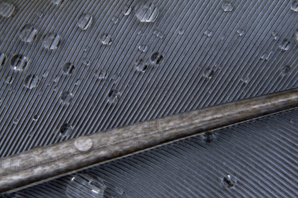 BIRDS , Detail, Feather, Pigeon feather with water droplets