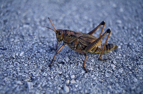 NATURAL HISTORY, Insects, Cricket , Cricket on tarmac in USA Florida Everglades National Park.