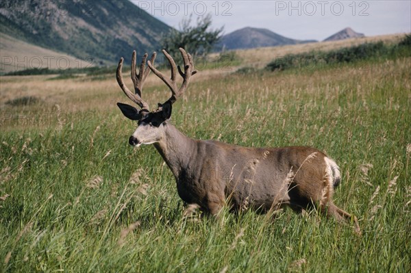CANADA, Alberta, Canadian Rockies, Mule Deer Stag standing in long grass with open landscape behind leading toward hills