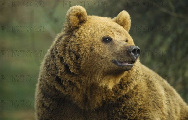 ANIMALS, Bear, Brown Bear (Ursus arctos). Single animal in captivity.