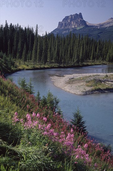 CANADA, Alberta, Banff National Park, View over wild pink flowers and stream toward forest with backdrop of rocky peaks