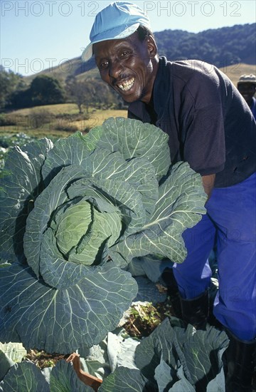 SOUTH AFRICA, KwaZulu Natal, Dargle, Zulu man with conquistador variety of cabbage growing on a farm in the Dargle area of KZN Midlands