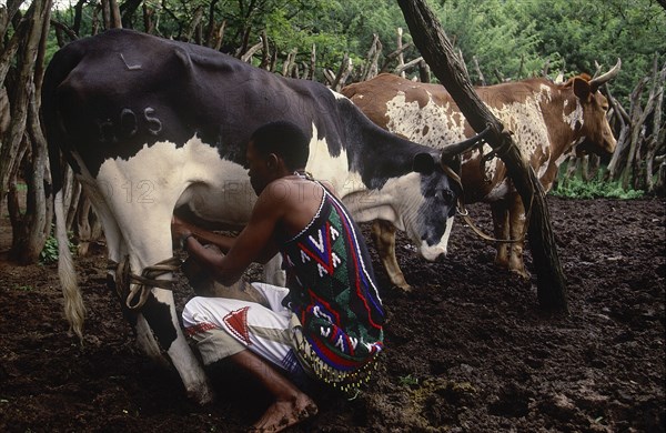 SOUTH AFRICA, KwaZulu Natal, Melmoth, Zulu man milking Nguni cow in cattle enclosure at Simunye Lodge
