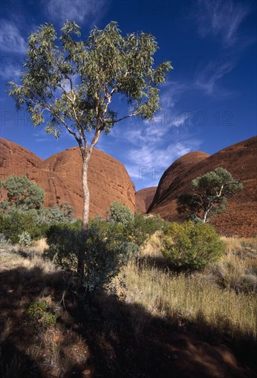 AUSTRALIA, Northern Territory, The Olgas, Known as Katatjuta to the Aborigines.  Gum Tree in front of  rock formations.