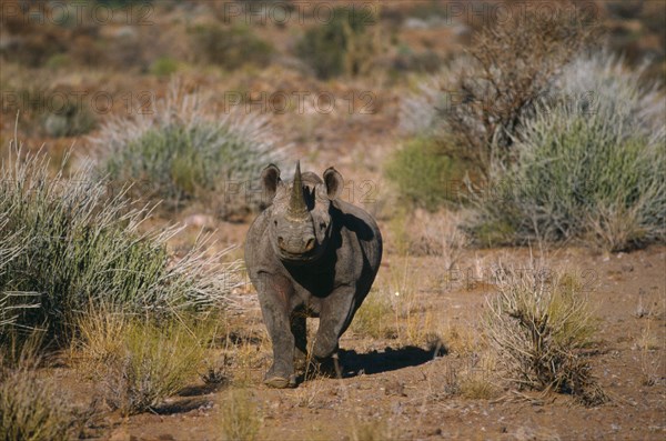 SOUTH AFRICA, Black Rhinoceros, Rhino Charging