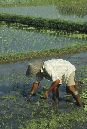 INDONESIA, Bali, Ubud, Man planting young rice shoots in paddy field