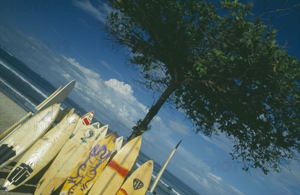 INDONESIA, Bali , Kuta Beach, Surf boards leaning against a tree with the sea behind