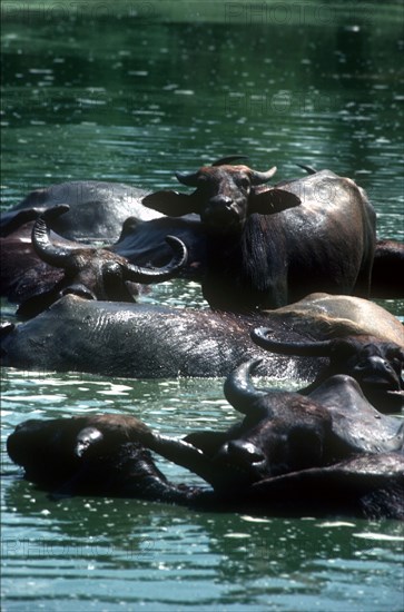 SRI LANKA, Yala National Park, Wild Water Buffaloes with some lying and others standing in water