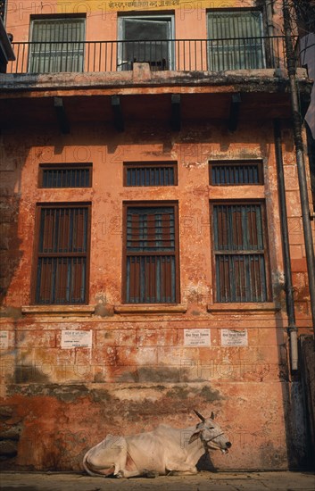 INDIA, Uttar Pradesh, Varanasi , "Sacred cow lying beside crumbling, red plaster wall of building in morning sunlight."