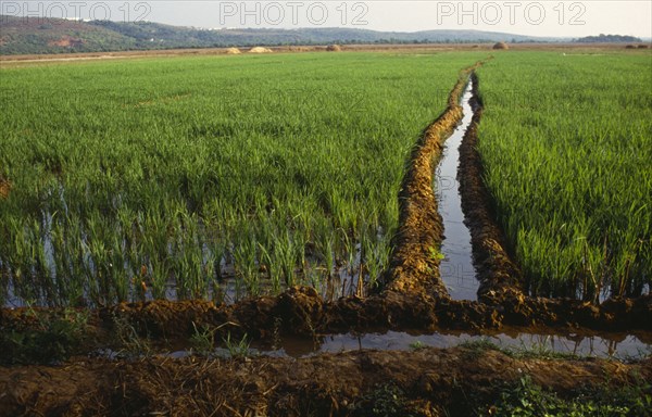 INDIA, Goa , Calangute, Irrigation channel through rice field.