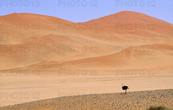 WILDLIFE, Birds, Ostrich, Single Ostrich running across semi desert with sand dunes behind in Namibia