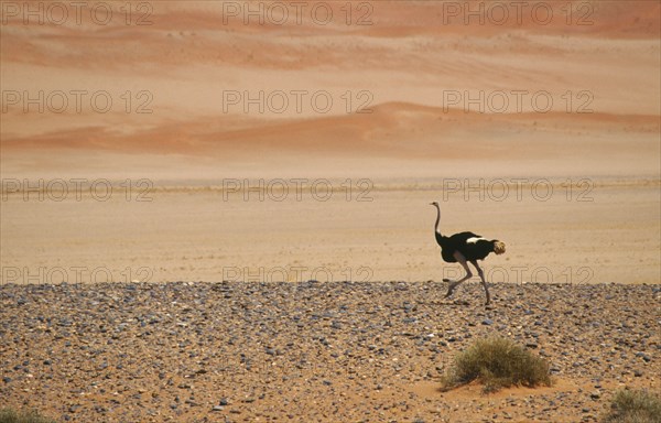 WILDLIFE, Birds, Ostrich, Single Ostrich running across semi desert with sand dunes behind in Namibia