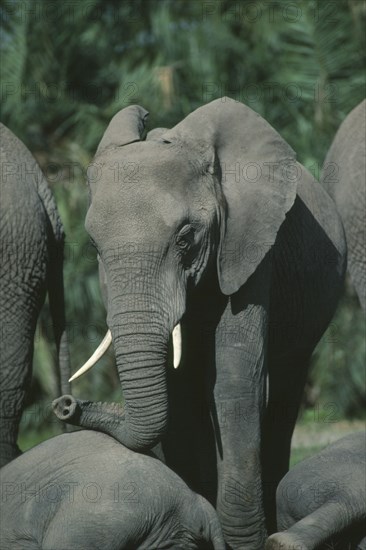 WILDLIFE, Big Game, Elephants, Young female African Elephant (loxodonta africana) with herd in Amboseli Kenya