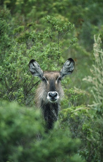 WILDLIFE, Waterbucks, Waterbuck (kobus ellipsiprymnus) looking out from amongst bushes at Momella lakes Tanzania