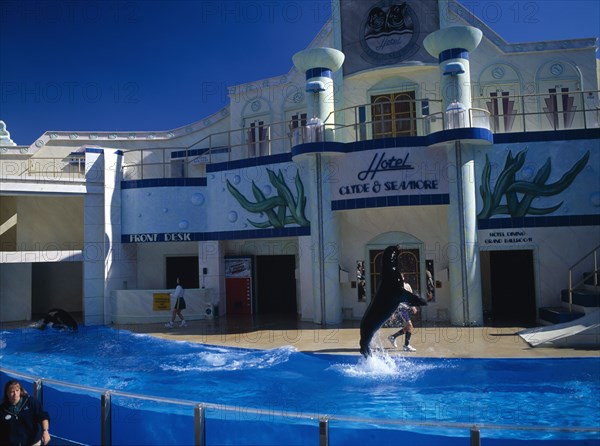 USA, Florida , Orlando , Seaworld. Clyde and Seamore Show with Dolphin in pool performing tricks above water