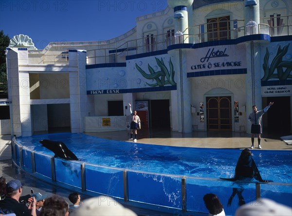 USA, Florida , Orlando , Seaworld. Clyde and Seamore Show with Dolphins in pool performing tricks above water with visitors watching