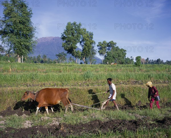 INDONESIA, East Bali  , Tirtagangga, Ploughing rice terraces using cow near Mount Agung