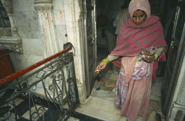 INDIA, Rajasthan , Deshnok, Karni Mata Temple interior with woman in traditional dress feeding the rats that inhabit it and are thought to be future incarnations of mystics and sadhus.
