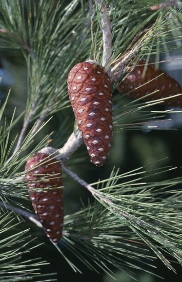 GREECE, Trees, Pine Cones on tree branch in Greece