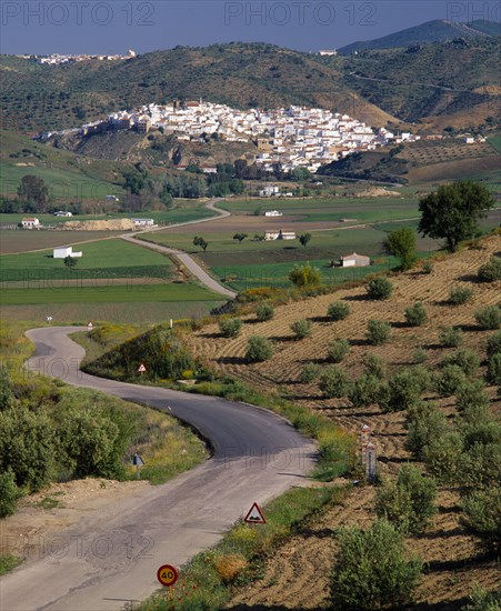 SPAIN, Andalucia, Malaga Province, "North Ronda, olives & farmfields with road leads to white village "