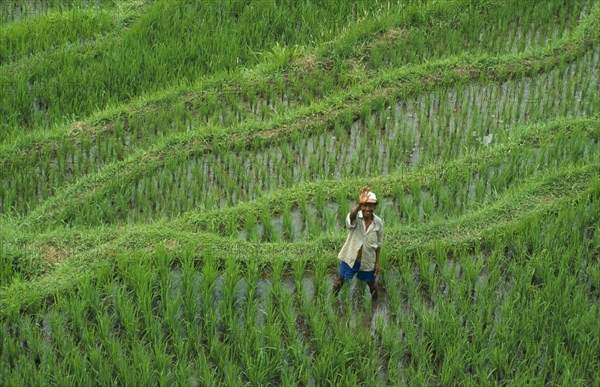 INDONESIA, Bali, Mount Agung, Man waving from rice terraces on the foothills of  the volcano