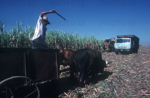CUBA, Holguin , Sugar Cane Harvest with man standing in cart drawn by cattle with his arm raised in the air clutching a stick