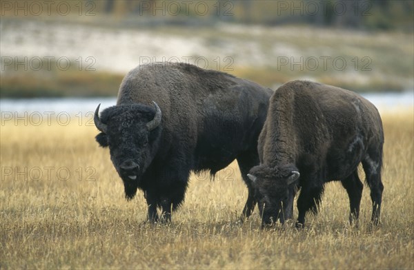 USA, Wyoming, Yellowstone National Park, Two Bison standing together with one grazing and the other looking toward the camera