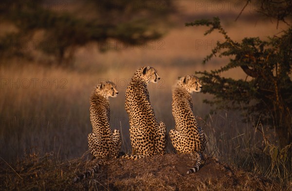 KENYA, Masai Mara, Cheetah with two cubs sitting on a mound with all three looking to the right