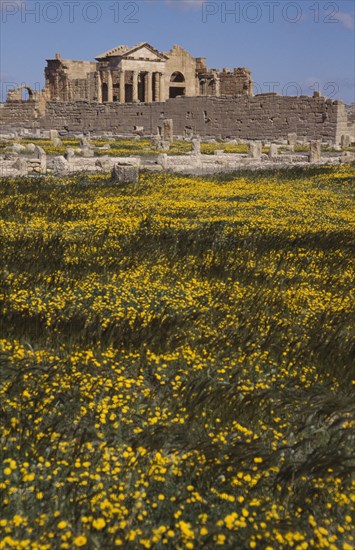 TUNISIA, Sbeitla, 2nd Century Roman ruins with yellow flowers massed in the foreground