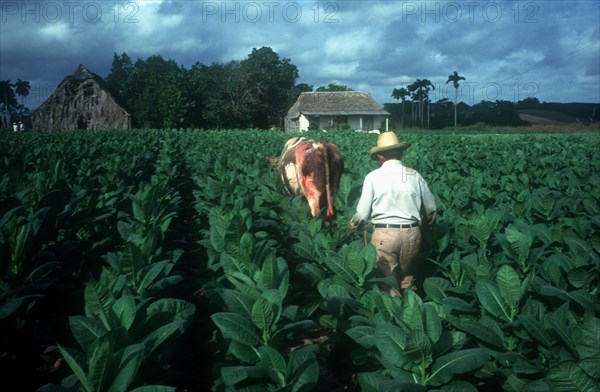 CUBA, Pinar Del Rio, Tobacco farmer working in field with ox drawn hoe.  Ox has large open sore on rump.