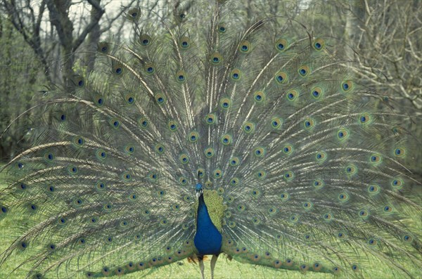 BIRDS ,  Peacock  , Feathers, Peacock displaying feathers