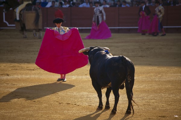 SPAIN, Andalucia , Seville, Matador standing in front of a bull with his cape raised in the Arenal bullring