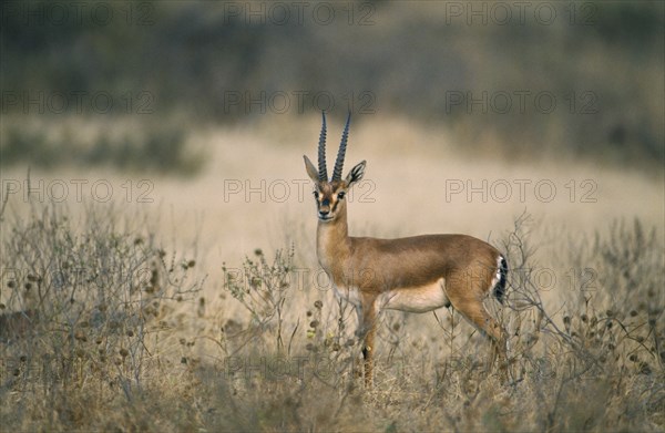 WILDLIFE, Chinkara, Chinkara (gazella gazella) standing in scrubland in Ranthambore National Park Rajasthan India