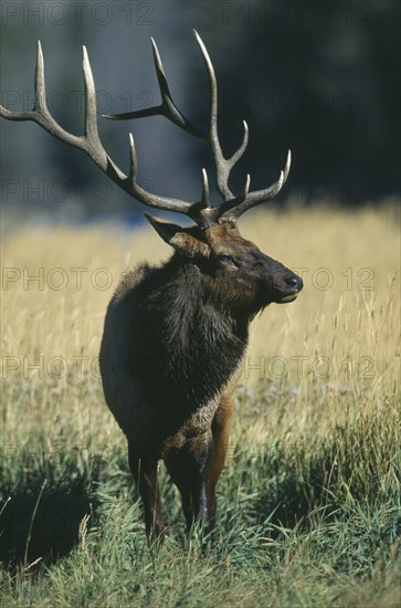 WILDLIFE, Deer, Elk, Male Elk (cervus elaphus) looking sideways in Yellowstone USA